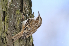 <p>ŠOUPÁLEK DLOUHOPRSTÝ (Certhia familiaris) Rychnov u Jbc.n.N. /Eurasian treecreeper - Waldbaumläufer/</p>